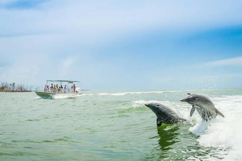 A wild bottlenose dolphin surfacing near the boat on a Marco Island sunset cruise and dolphin-watching tour, Florida